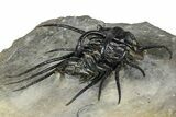 Insane Dicranurus Trilobite - Flying Preparation #362815-4